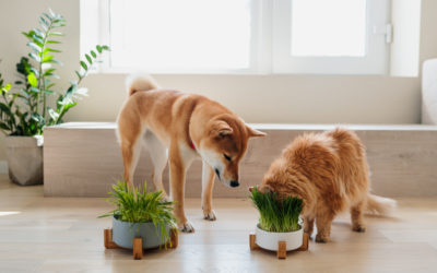 Pet-Friendly Indoor Plants