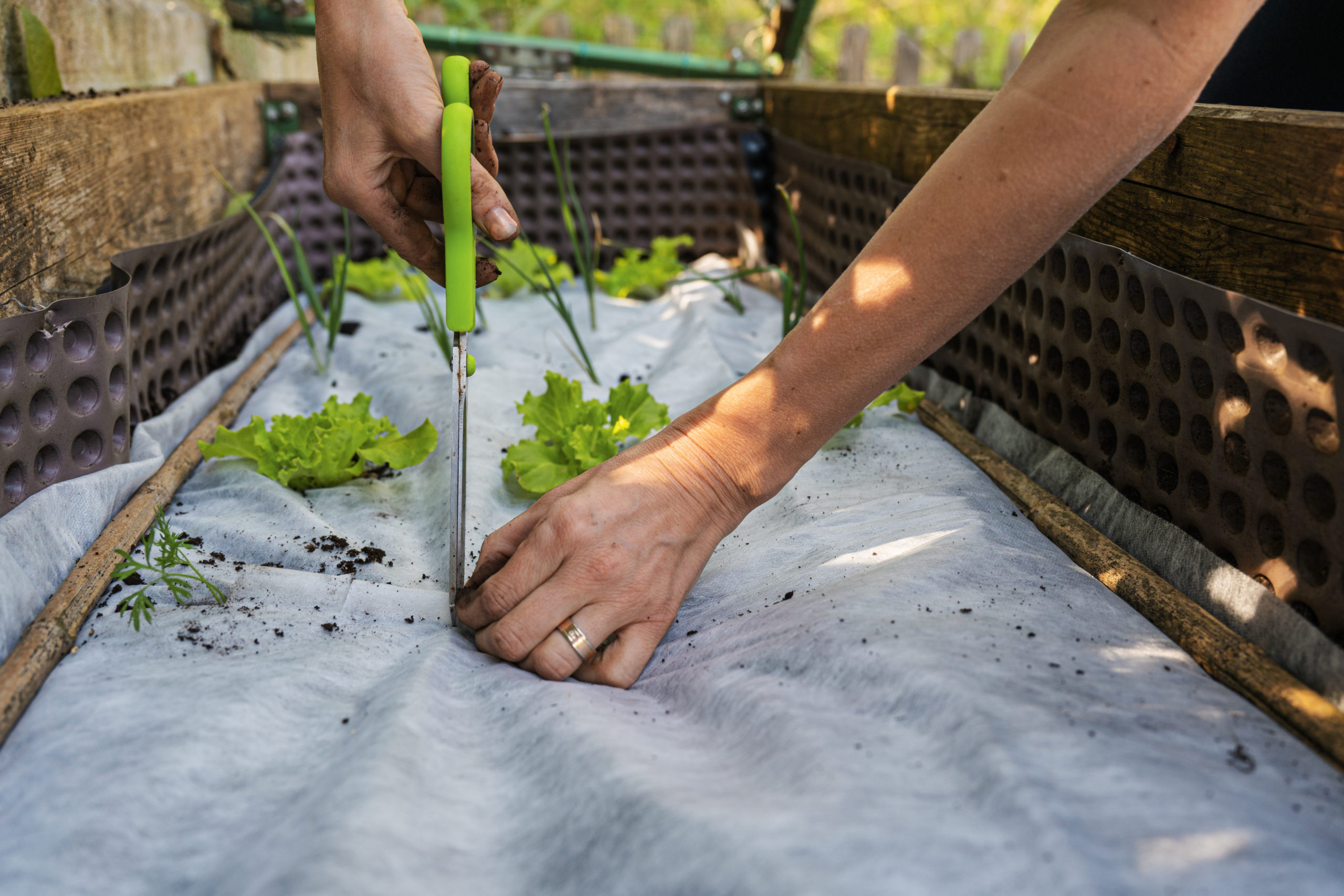 backyard garening tips