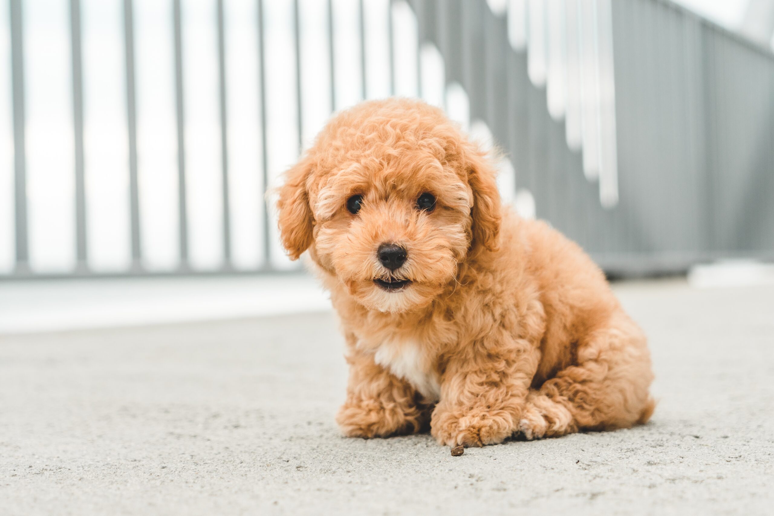 3 Dog Breeds That Are Perfect for the Allergy-Prone Pet Lover