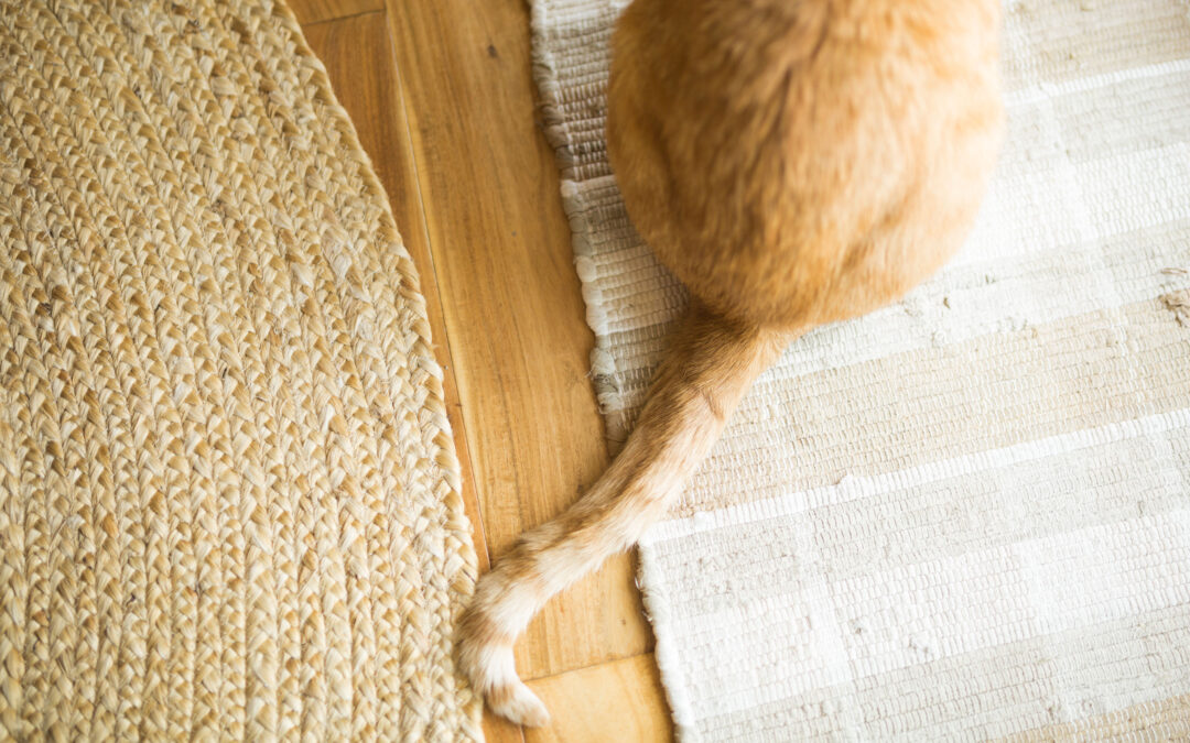 Mistakes to Avoid While Moving with a Pet